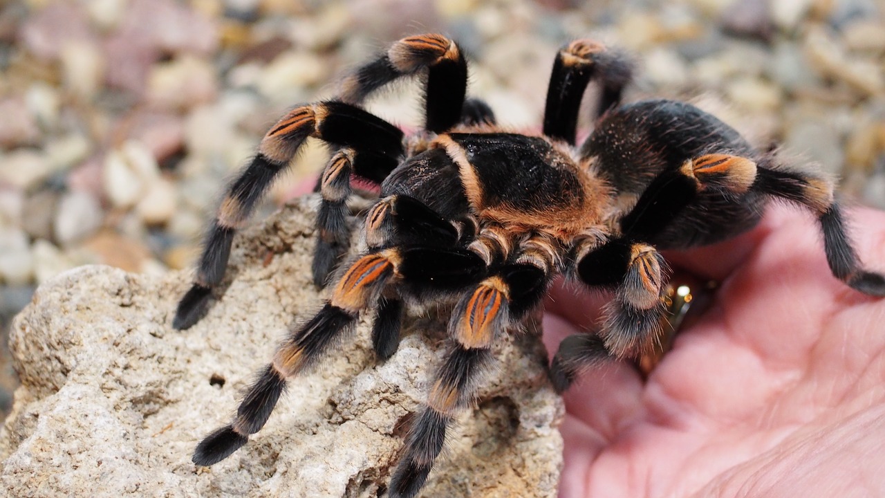 Tarantula, Voras, Gyvūnas, Plaukuotas, Gamta, Rūšis, Pavojingas, Ruda, Juoda, Nemokamos Nuotraukos