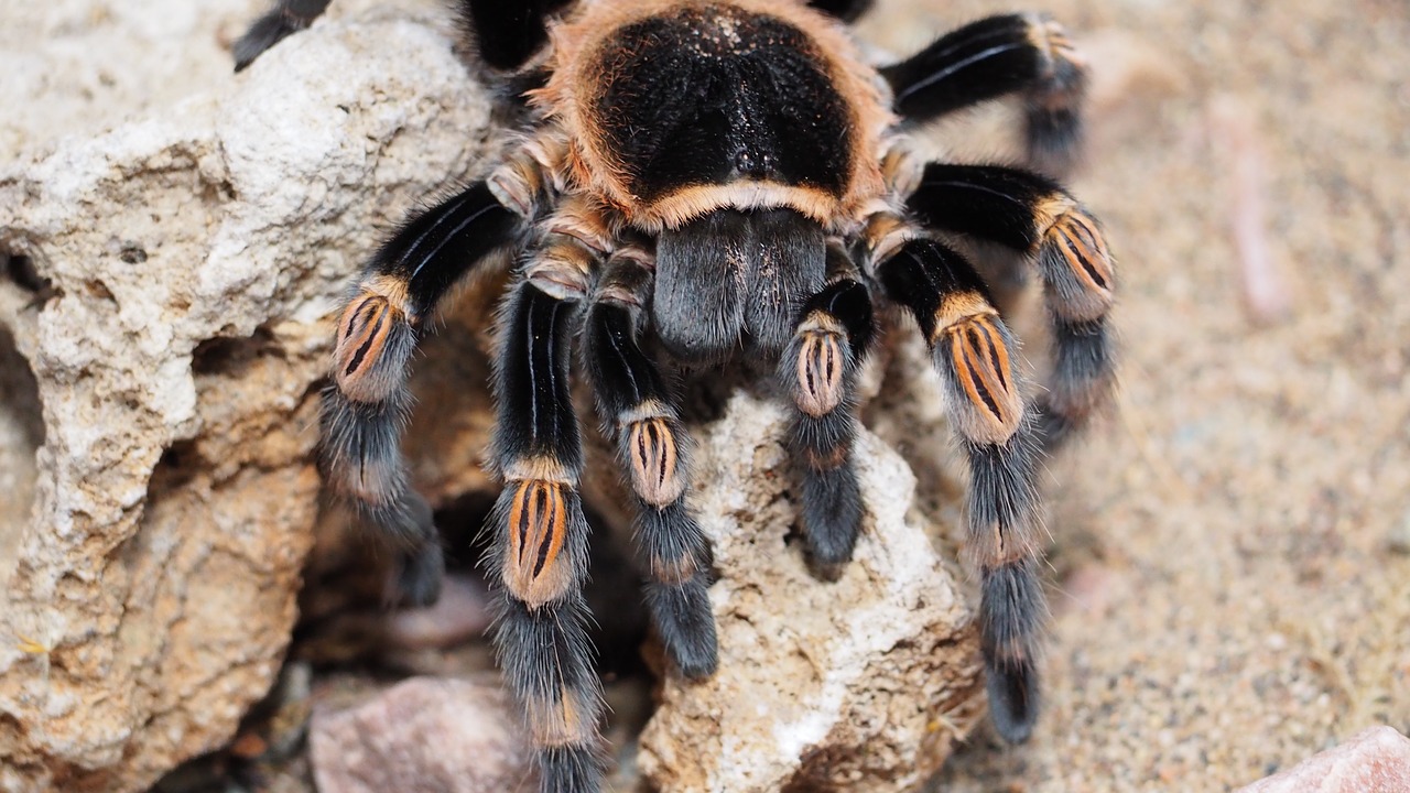 Tarantula, Voras, Gyvūnas, Plaukuotas, Gamta, Rūšis, Pavojingas, Ruda, Juoda, Nemokamos Nuotraukos