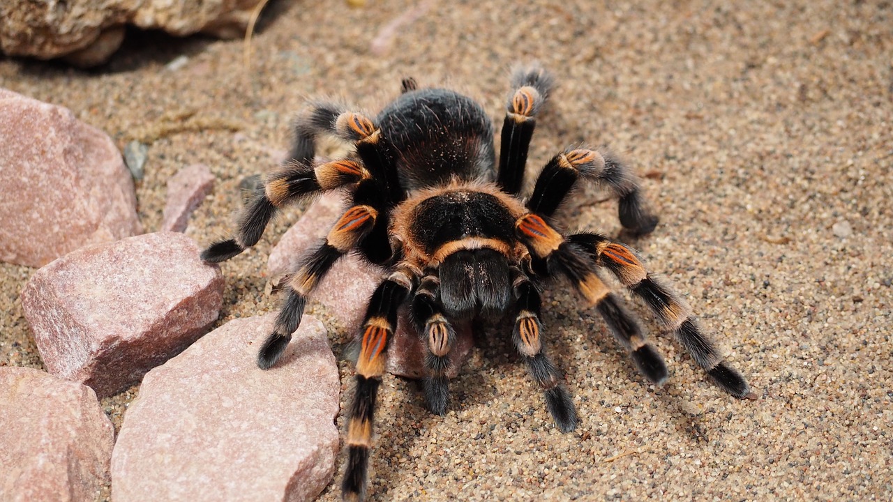 Tarantula, Voras, Gyvūnas, Plaukuotas, Gamta, Rūšis, Pavojingas, Ruda, Juoda, Nemokamos Nuotraukos