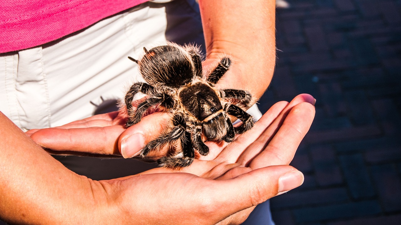 Tarantula, Wolhaarspin, Gyvūnas, Zoologijos Sodas, Gamta, Laukiniai, Gyvūnai, Gyvūnų Pasaulis, Nemokamos Nuotraukos,  Nemokama Licenzija