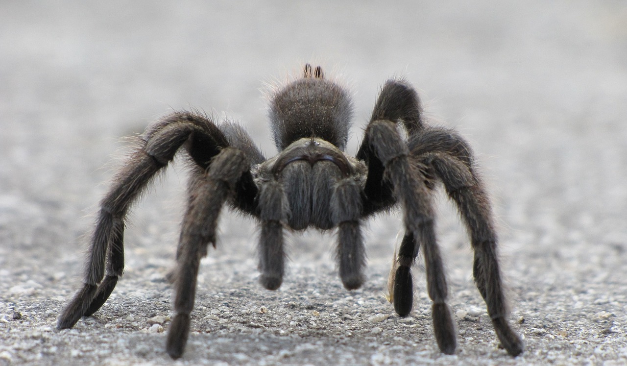 Tarantula, Voras, Arachnid, Plaukuotas, Laukinė Gamta, Gamta, Balto Smėlio Nacionalinis Paminklas, Naujasis Meksikas, Usa, Makro