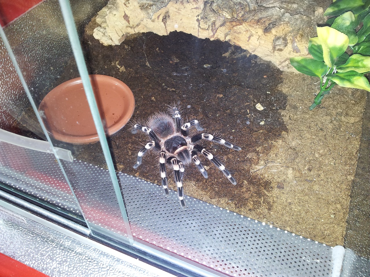 Tarantula, Voras, Ruda, Egzotiškas, Arachnofobija, Plaukuotas, Baimė, Terariumas, Fobija, Arachnid