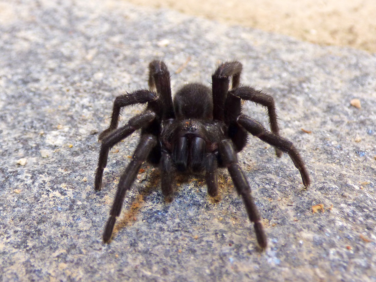 Tarantula, Voras, Plaukuotas Voras, Baimė, Teroras, Arachnid, Nemokamos Nuotraukos,  Nemokama Licenzija