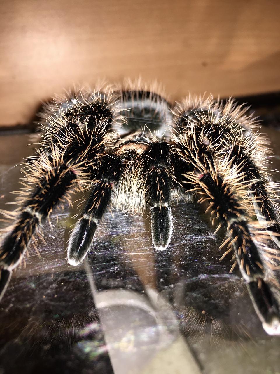 Tarantula, Voras, Makro, Plaukuotas, Terariumas, Gyvūnas, Nemokamos Nuotraukos,  Nemokama Licenzija