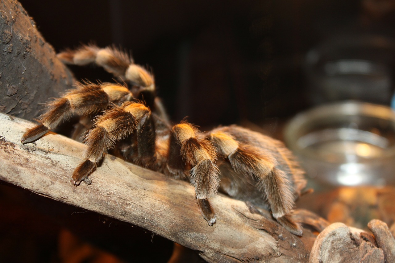 Tarantula, Brachypelma, Voras, Arachnofobija, Plaukuotas, Creepy, Fobija, Baimė, Nemokamos Nuotraukos,  Nemokama Licenzija