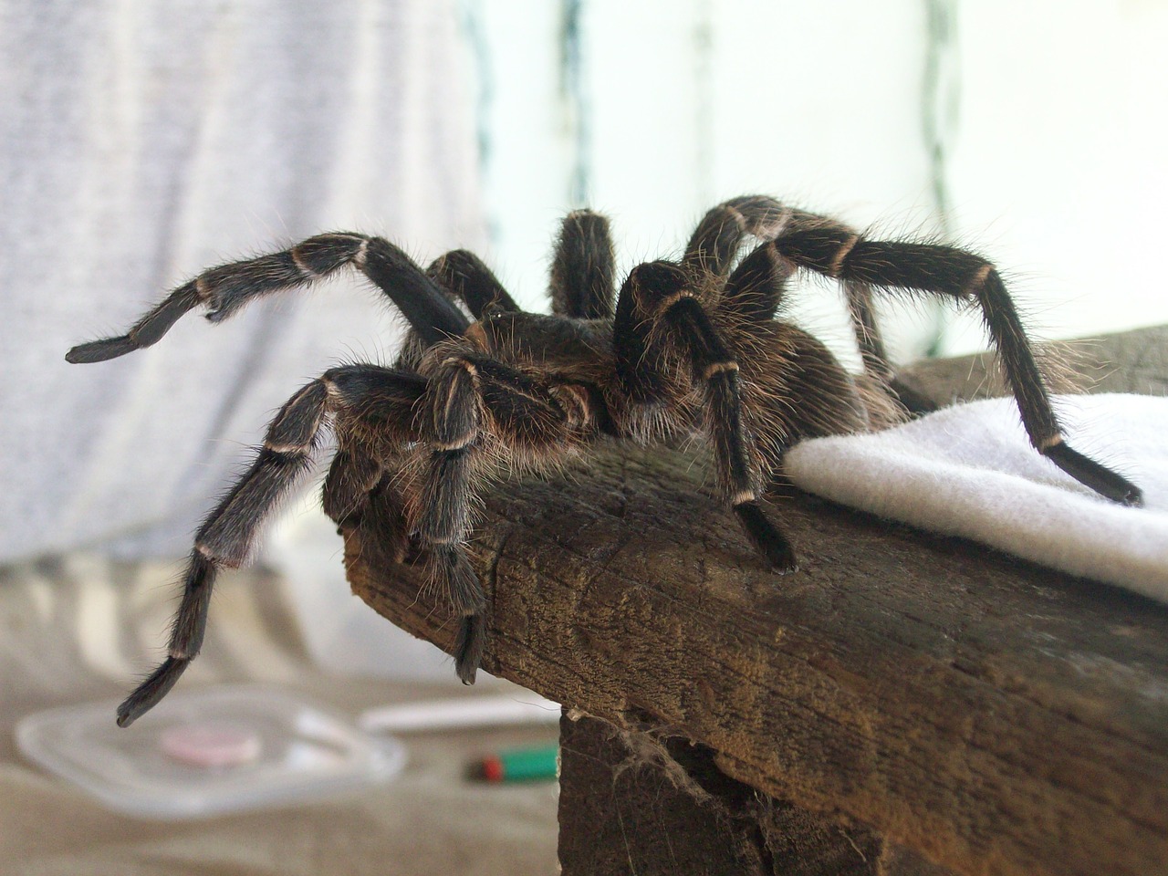 Tarantula, Voras, Plaukuotas, Arachnofobija, Pietų Amerika, Nemokamos Nuotraukos,  Nemokama Licenzija