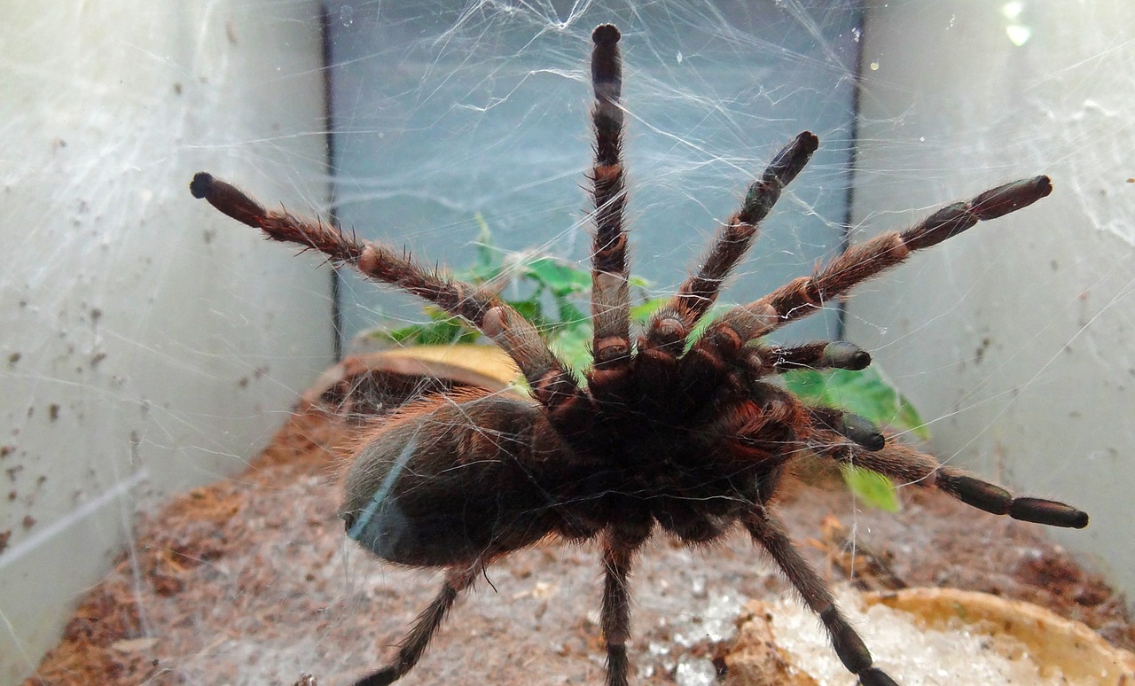 Tarantula, Voras, Pasibjaurėjimas, Baimė, Voratinklis, Nuodų Voras, Priešiški, Nemokamos Nuotraukos,  Nemokama Licenzija