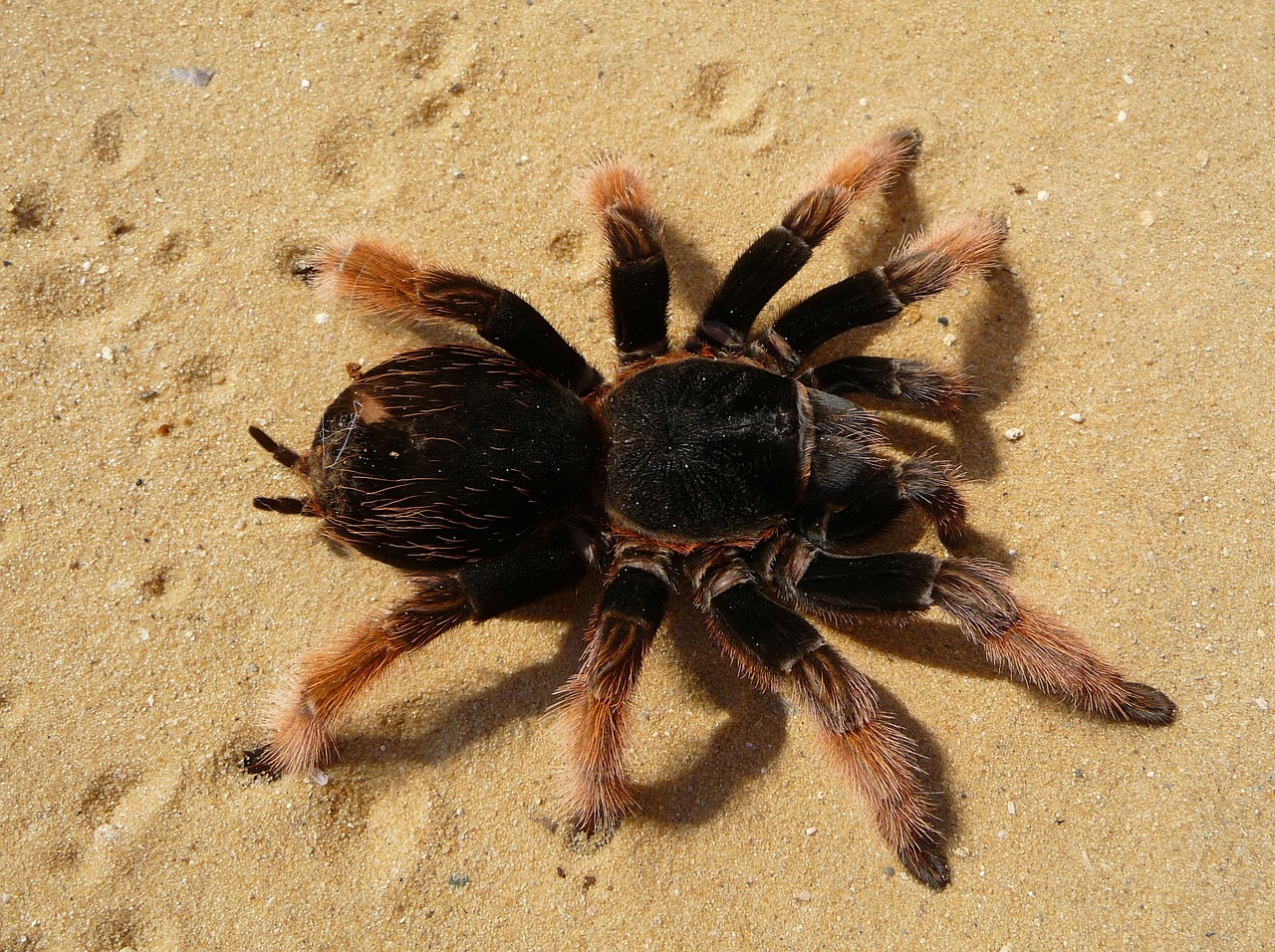 Tarantula, Brachypelma Klaasi, Brachypelma, Raudonasis Kelis Nuodingas, Meksikietiškas Raudonasis Kelio Nuodingas, Voras, Arachnofobija, Plaukuotas, Creepy, Fobija