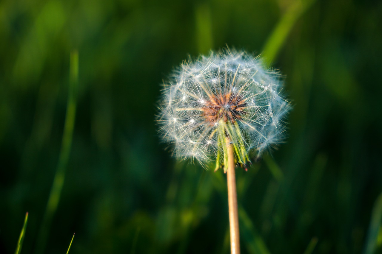 Taraxacum,  Vejos,  Augalų,  Pobūdį,  Vasara,  Gėlė, Nemokamos Nuotraukos,  Nemokama Licenzija