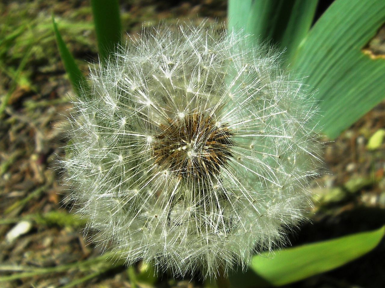 Taraxacum Officinale, Paprastosios Dandelionflowers, Prinokę Vaisiai, Žydėti, Žydi, Gamta, Augalai, Lauke, Sodas, Pavasaris