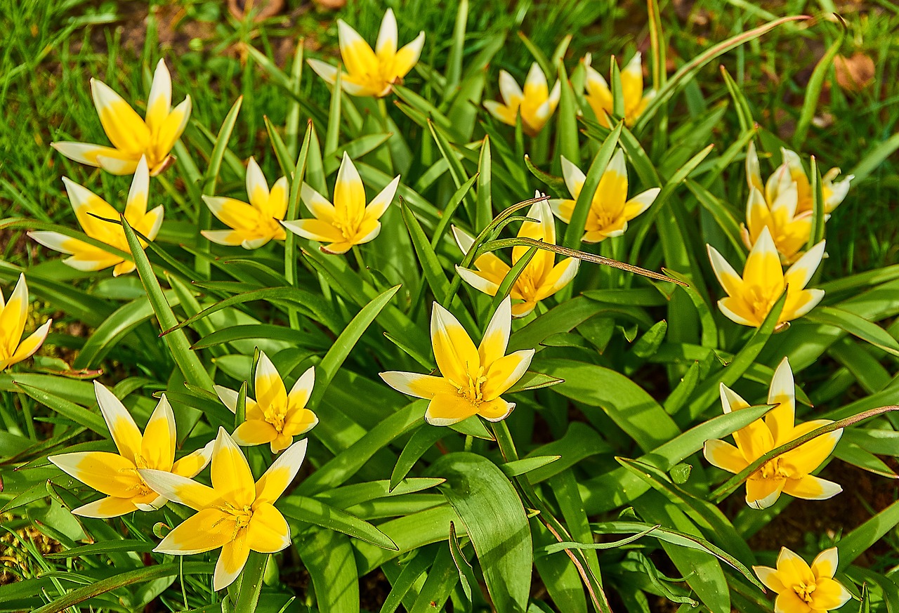 Tarda Tulpės,  Tulipa Tarda,  Star-Tulpė,  Tulipa,  Tulpė,  Lelijos,  Liliaceae,  Iš Arti,  Pavasario Gėlė,  Žiedas