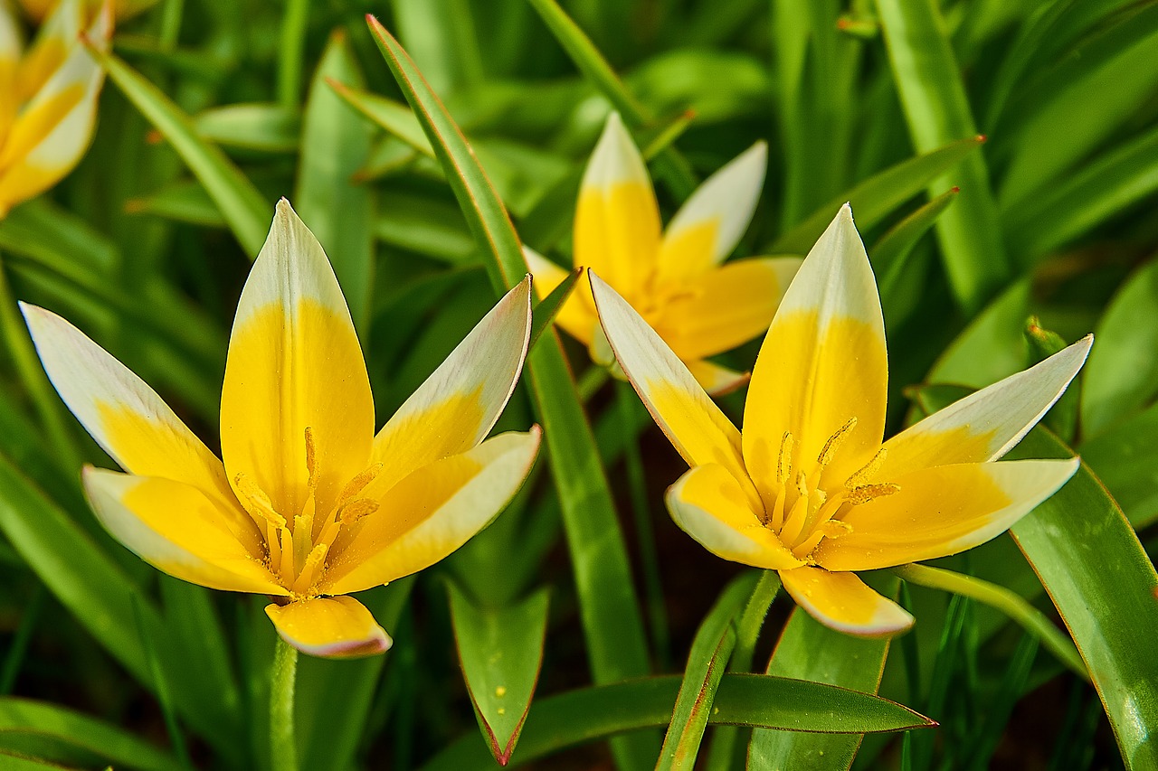Tarda Tulpės,  Tulipa Tarda,  Star-Tulpė,  Tulipa,  Tulpė,  Lelijos,  Liliaceae,  Iš Arti,  Pavasario Gėlė,  Žiedas