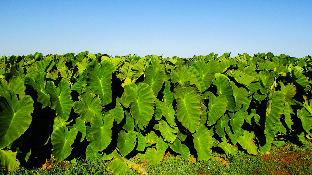 Taro, Lapai, Maistas, Tradicinis, Daržovių, Sotira, Kipras, Nemokamos Nuotraukos,  Nemokama Licenzija