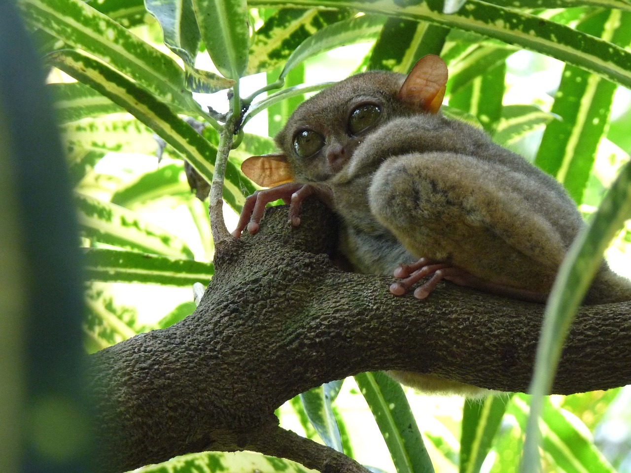 Tarsier, Joda, Gollum, Asija, Primatas, Petit, Didelis, Akys, Filipinai, Boholas