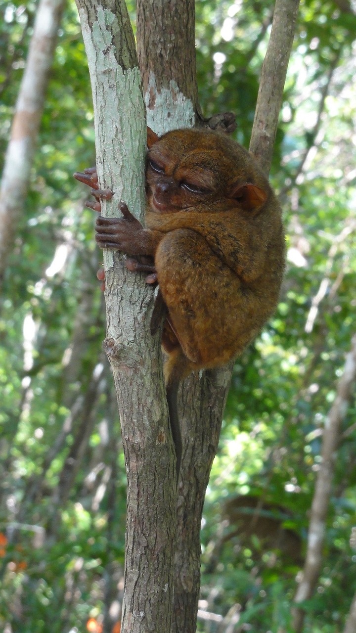 Tarsier, Turizmas, Taikus, Gamta, Žalias, Medžiai, Vienišas, Taika, Kelionė, Nemokamos Nuotraukos