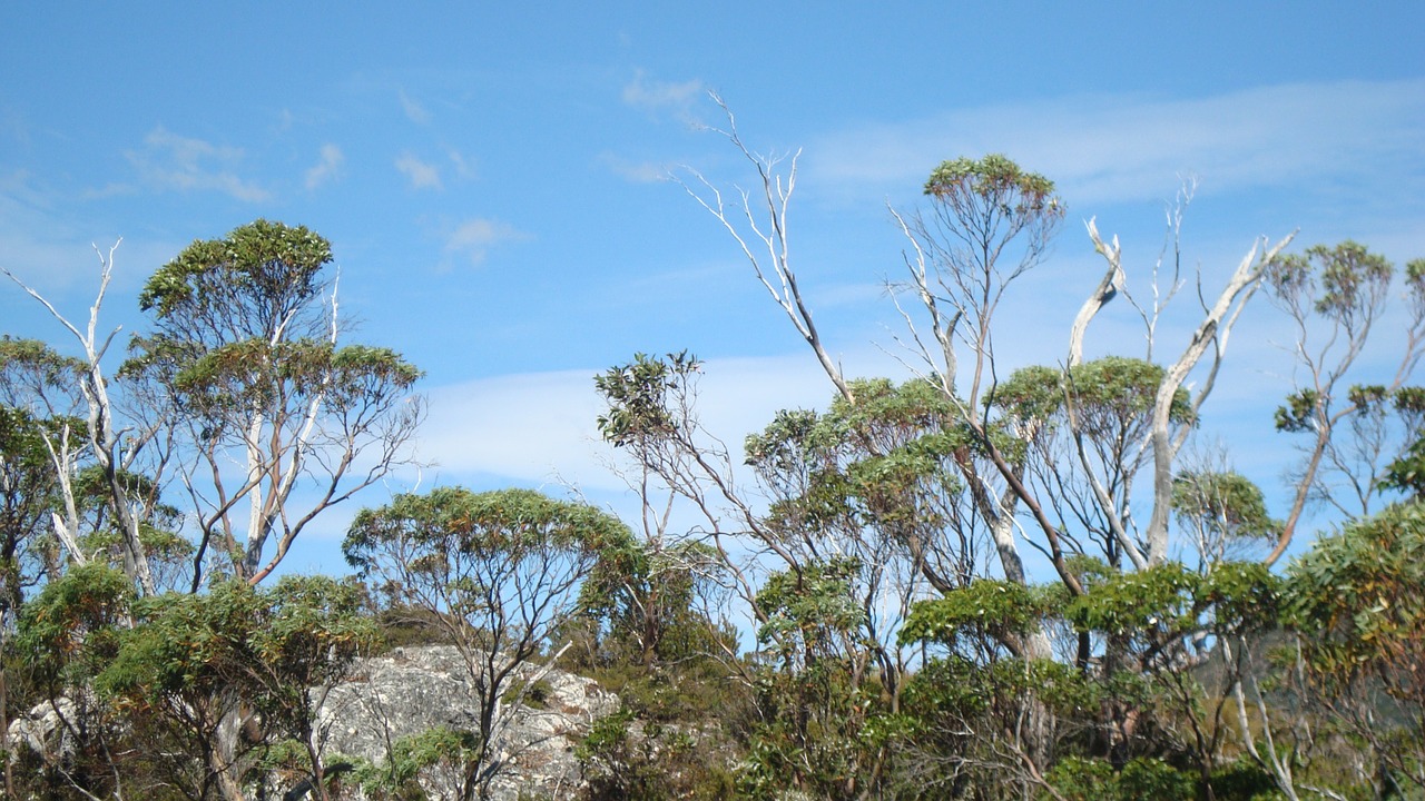 Tasmanija, Australia, Medžiai, Kraštovaizdis, Dykuma, Peizažas, Natūralus, Laukiniai, Lauke, Aplinka