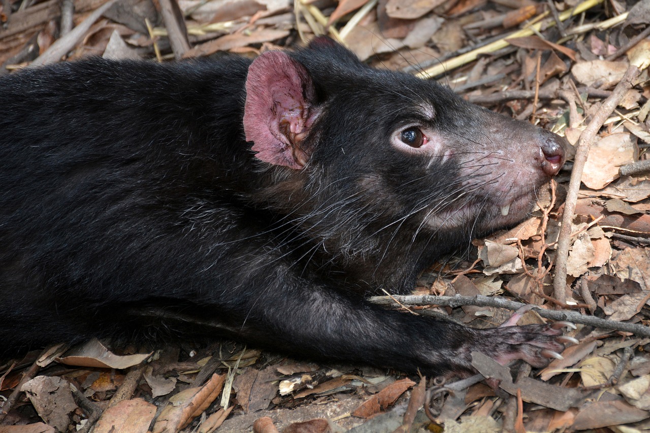 Tasmanio Velnias, Sarcophilus Harrisii, Rūšis, Dasyuridae, Gyvūnų Pasaulis, Gamta, Mėsėdžiai, Laukinės Gamtos Fotografija, Uždaryti, Nemokamos Nuotraukos