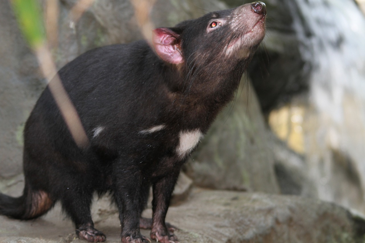 Tasmanio Velnias, Sarcophilus Harrisii, Rūšis, Dasyuridae, Žvilgsnis, Gyvūnų Pasaulis, Gamta, Nemokamos Nuotraukos,  Nemokama Licenzija