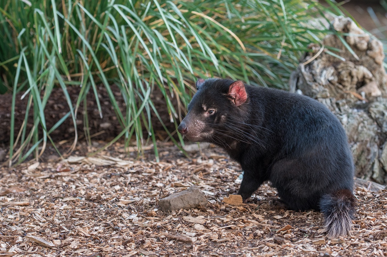 Tasmanijos Velnias,  Tassie Velnias,  Velnias,  Somainais,  Pavojus,  Žinduolis,  Gyvūnijos,  Mėsėdis,  Gyvūnija,  Mėsėdis