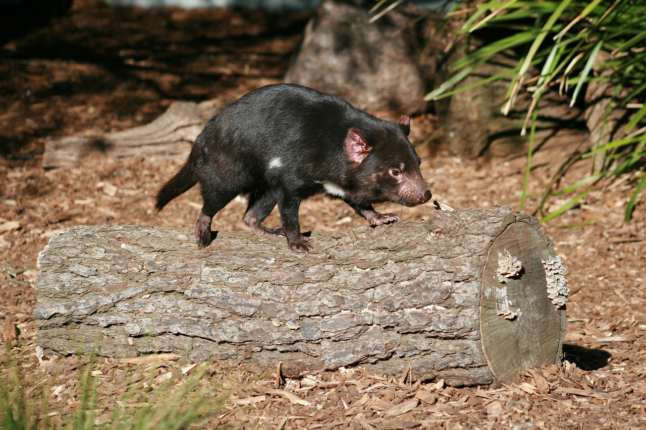 Tasmanio Velnias, Australian, Laukinė Gamta, Nemokamos Nuotraukos,  Nemokama Licenzija