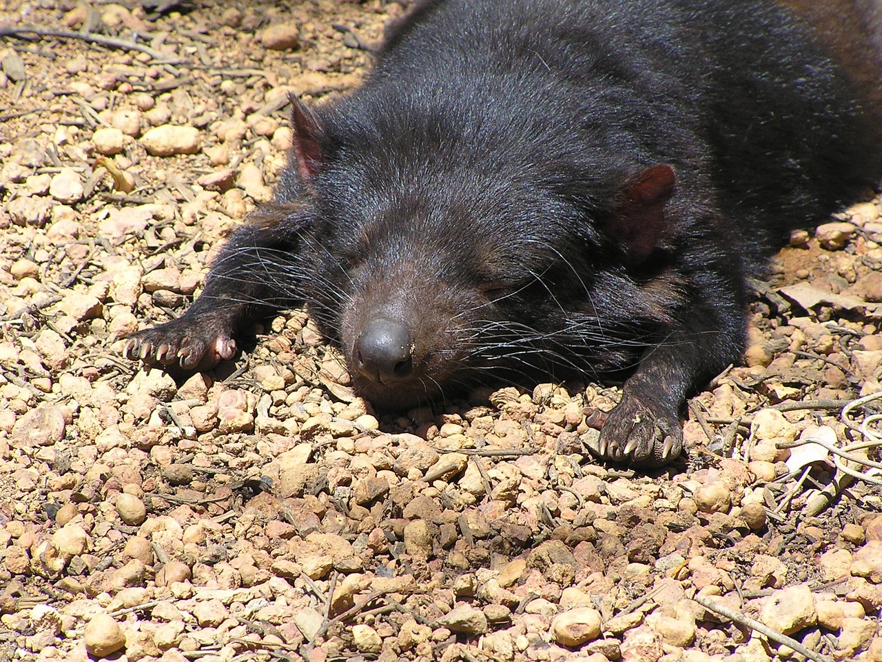 Tassie, Tasmanian, Australia, Gyvūnas, Gamta, Nykstantis, Miegoti, Miega, Žinduolis, Natūralus