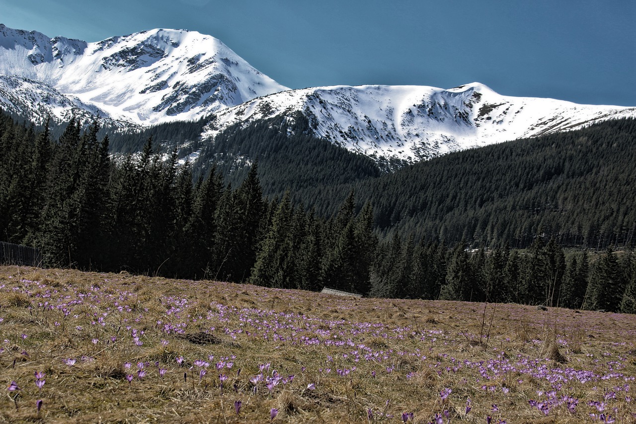 Tatry, Chochołowska Slėnis, Crocus, Kalnai, Sniegas, Pavasaris, Pieva, Miškas, Visžalis, Nemokamos Nuotraukos