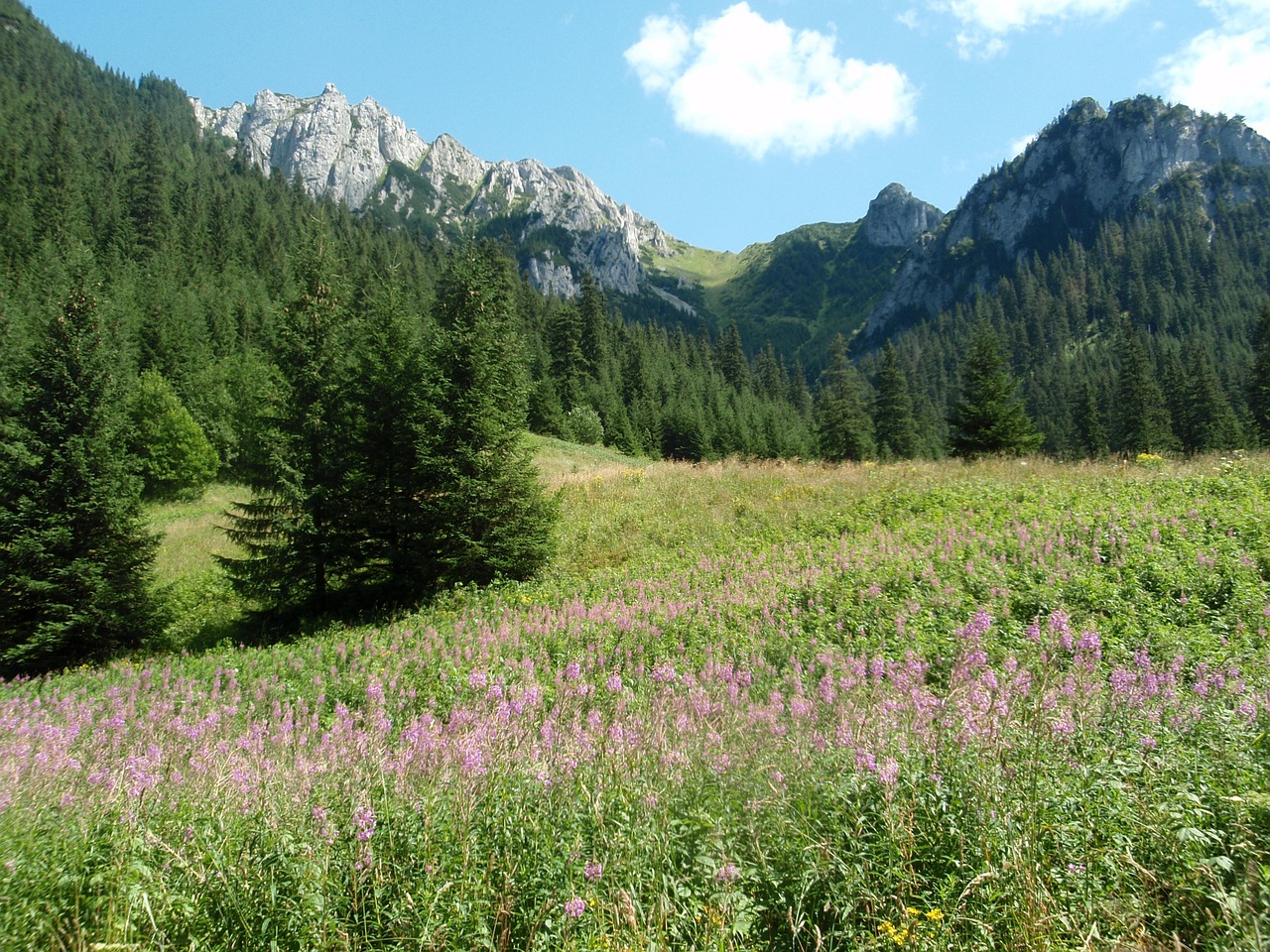 Tatra,  Kalnai,  Kościeliska Slėnis,  Kraštovaizdis, Nemokamos Nuotraukos,  Nemokama Licenzija