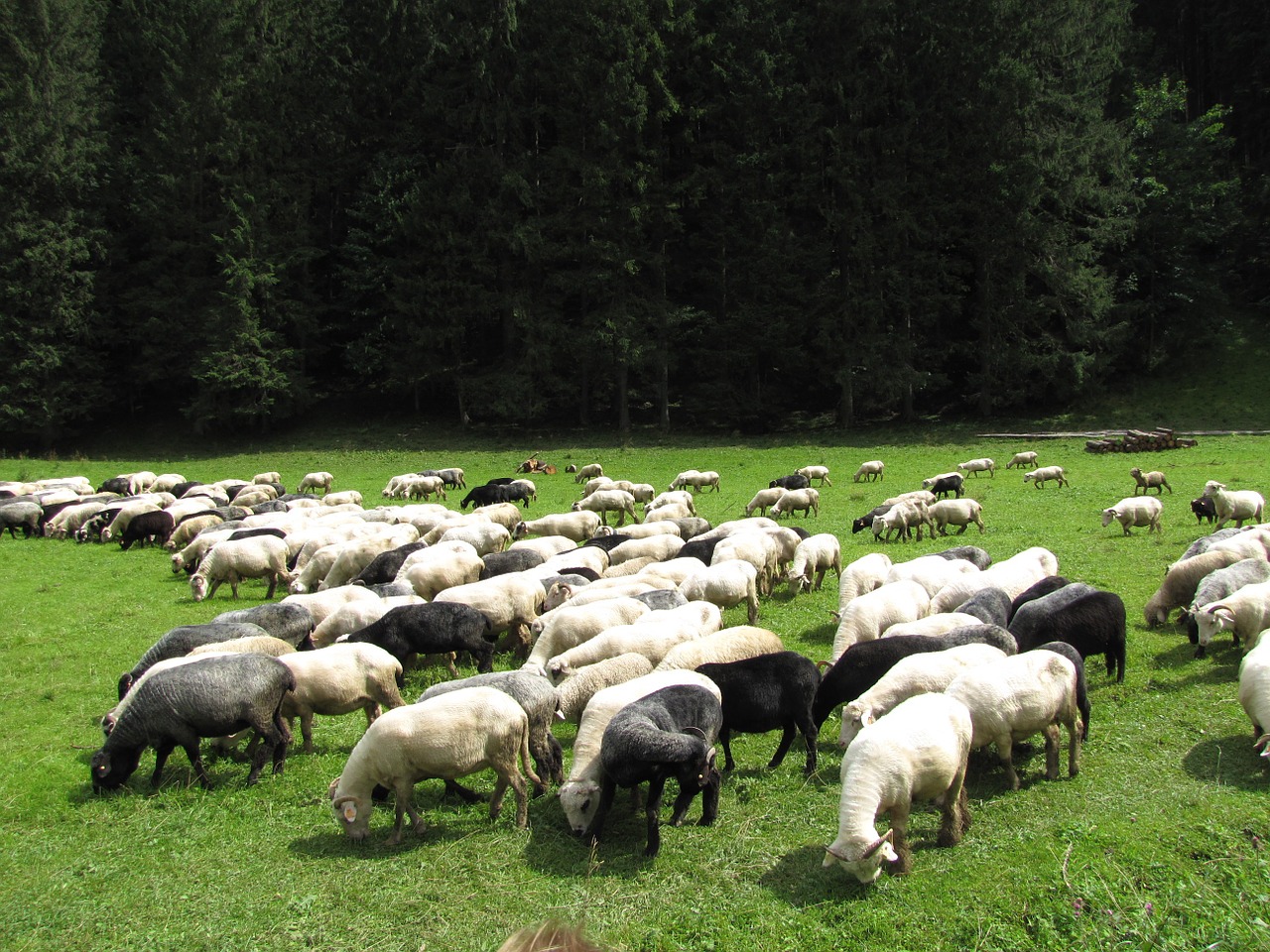 Tatry, Kalnai, Lenkija, Ožkos, Avys, Nemokamos Nuotraukos,  Nemokama Licenzija