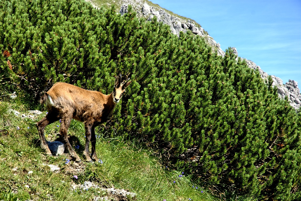 Tatry, Slovakija, Kraštovaizdis, Vaizdas Iš Viršaus, Kalnai, Vaizdas, Gamta, Kalnas, Dangus, Turistai Slėnis Koperszadów