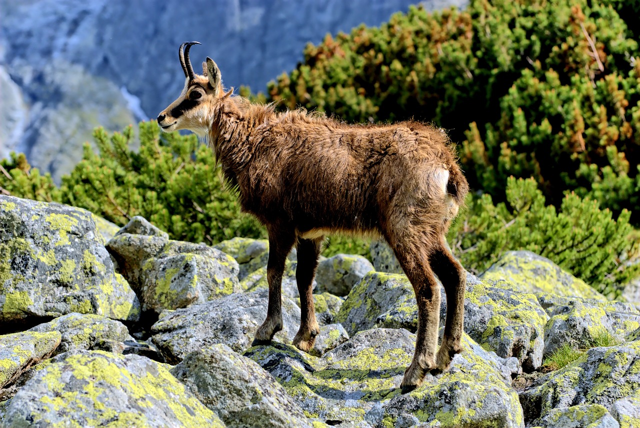 Tatry, Slovakija, Kraštovaizdis, Vaizdas Iš Viršaus, Kalnai, Vaizdas, Gamta, Kalnas, Dangus, Ėrienos Viršūnių Susitikimas