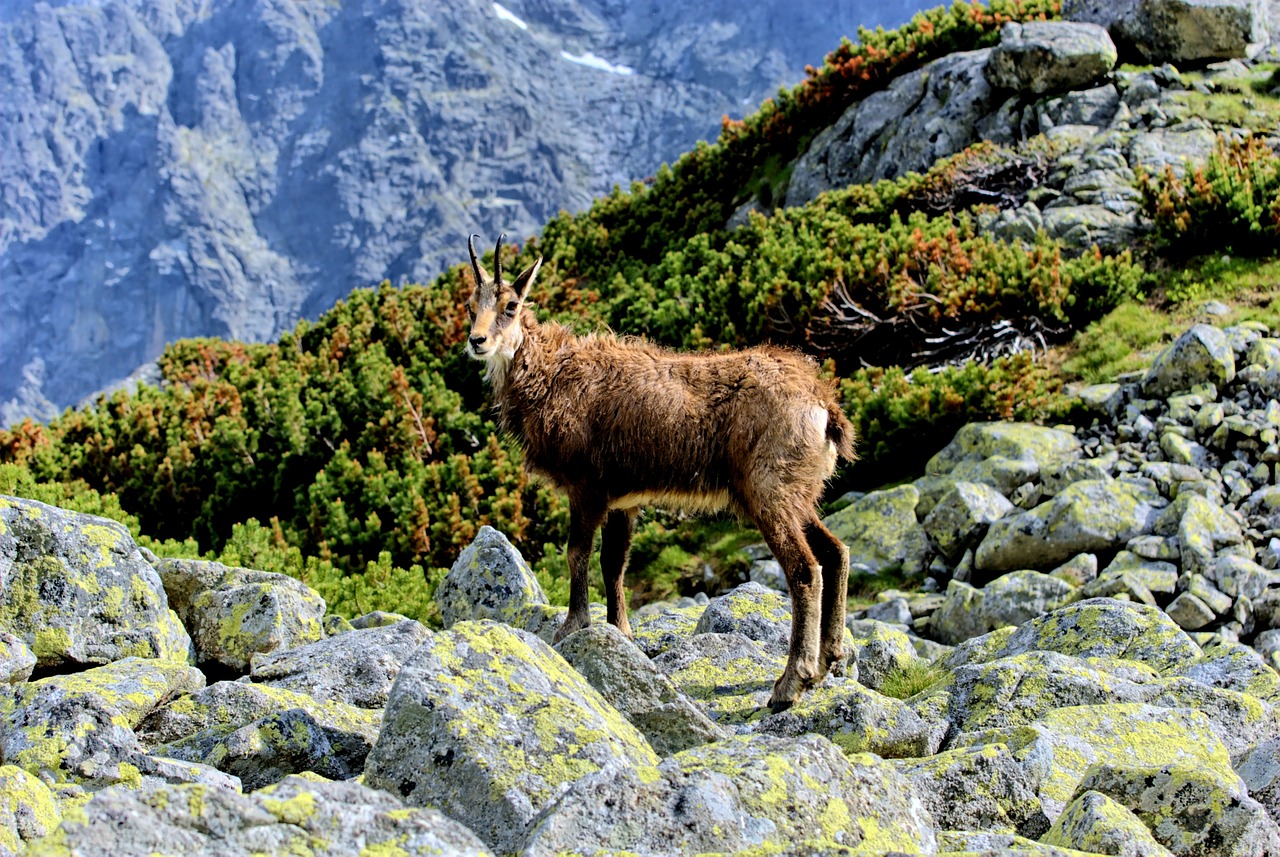 Tatry, Slovakija, Kraštovaizdis, Vaizdas Iš Viršaus, Kalnai, Vaizdas, Gamta, Kalnas, Dangus, Ėrienos Viršūnių Susitikimas