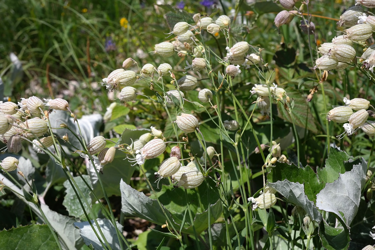 Taubenkropf Leimkraut, Gėlė, Žiedas, Žydėti, Balta, Silene Vulgaris, Paprastoji Leim Kruša, Pripūstos Leimkrautės, Garsiakalbis Gvazdikas, Pūsti Stovyklą