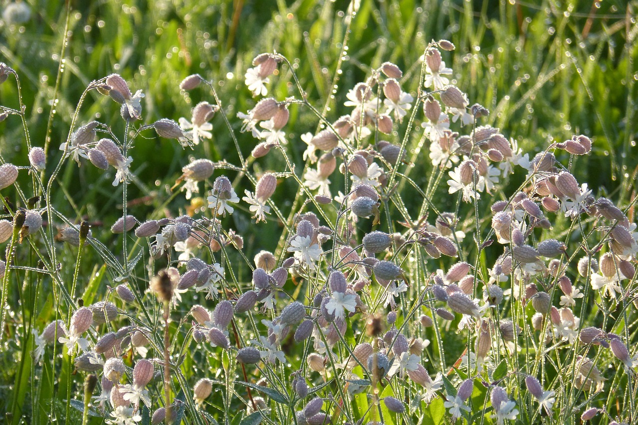 Taubenkropf Leimkraut, Žolė, Silene Vulgaris, Paprastoji Leim Kruša, Pripūstos Leimkrautės, Garsiakalbis Gvazdikas, Knirrkohl, Gvazdikų Šeima, Caryophyllaceae, Pievų Augalai