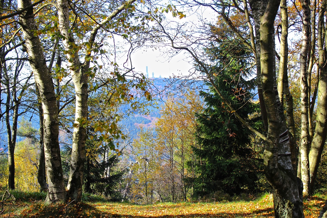 Taunus, Feldbergas, Rudens Miškas, Medžiai, Kalnai, Miškas, Nemokamos Nuotraukos,  Nemokama Licenzija