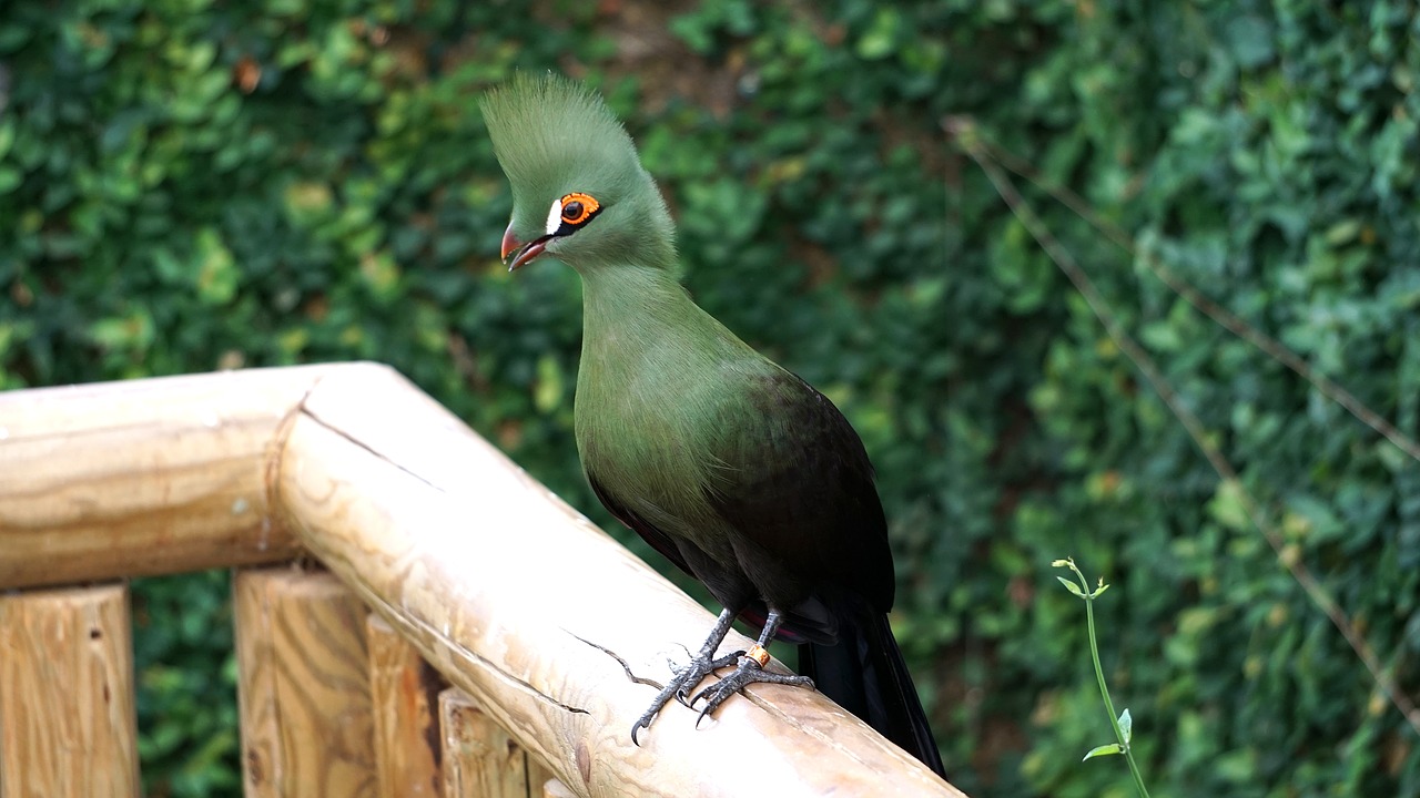 Tauraco, Persa, Bufonas, Žali Turakos, Turaco, Paukštis, Žalias, Nemokamos Nuotraukos,  Nemokama Licenzija