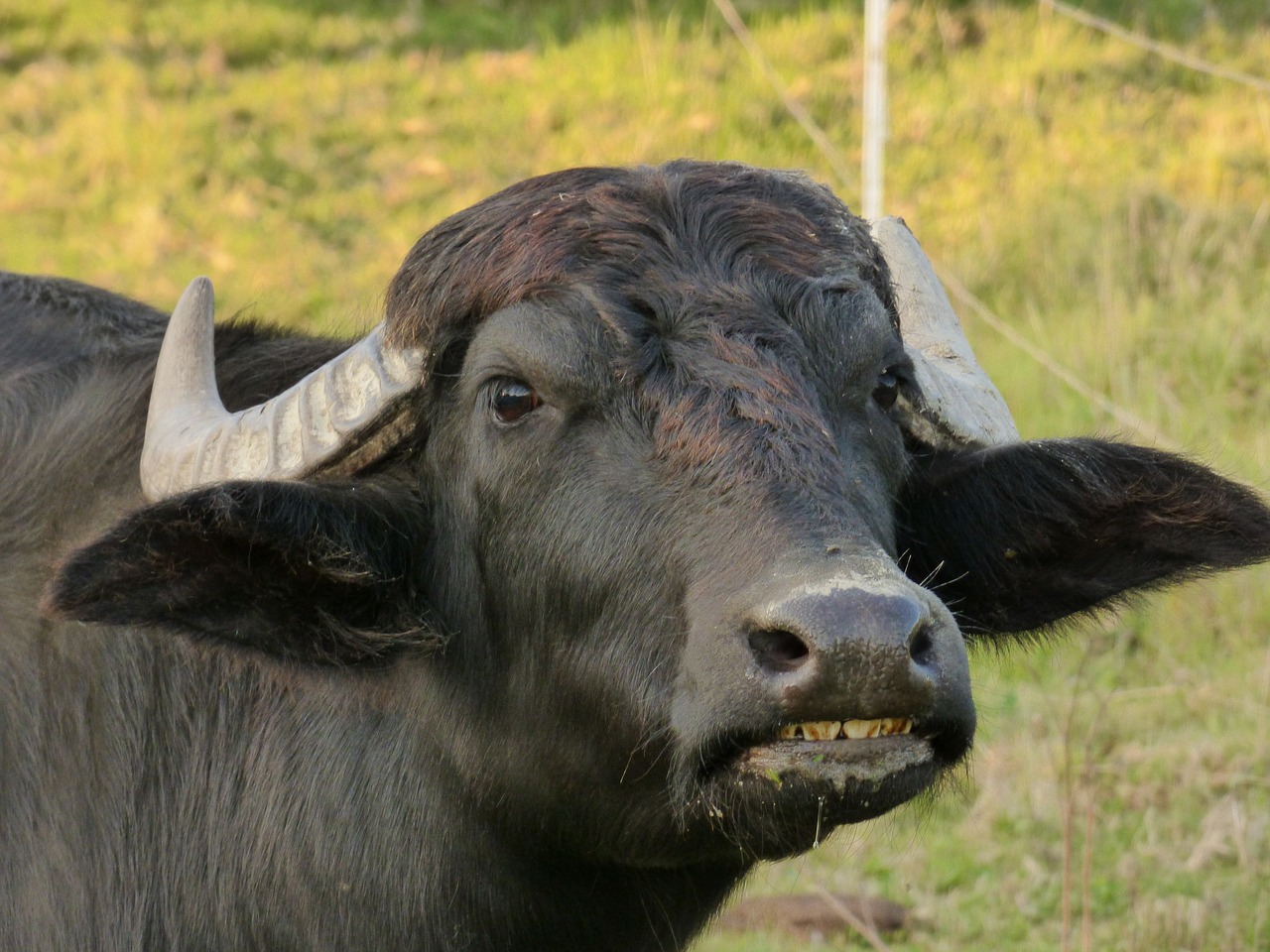 Taurus, Juoda, Antlers, Žaidimas, Nemokamos Nuotraukos,  Nemokama Licenzija