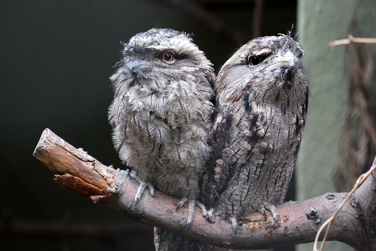 Tawny, Frogmouth, Australia, Pelėdos, Paukštis, Pora, Gamta, Nemokamos Nuotraukos,  Nemokama Licenzija