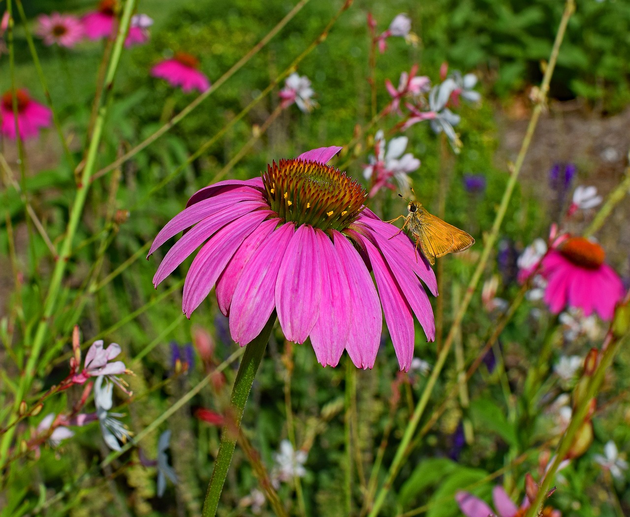 Tawny-Krašto Kapitonas, Drugelis, Rožinis, Echinacea, Kūgio Gėlė, Medicinos, Sodas, Vasara, Žiedas, Žydėti