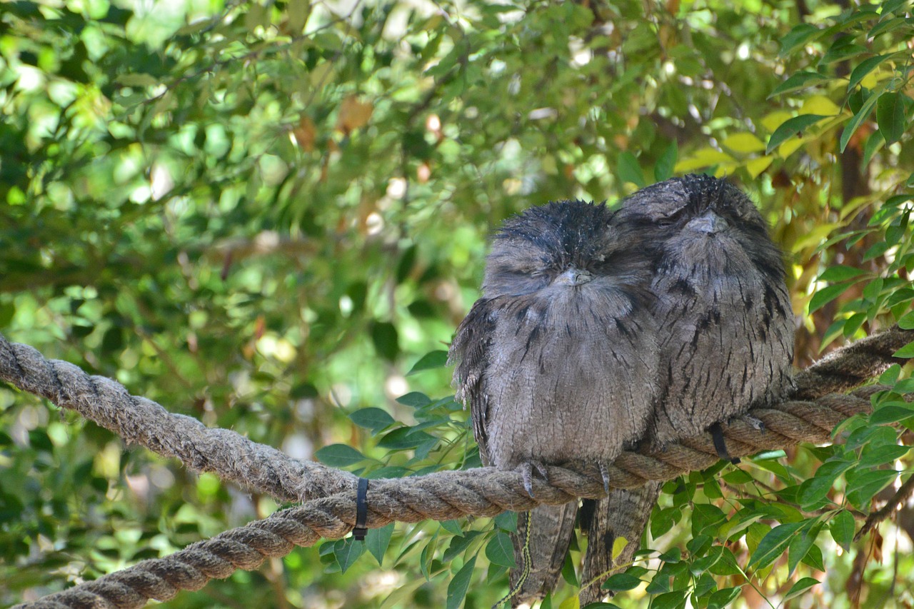 Dygliuotos Čiulptuko Pūslelės, Frogmouth, Paukštis, Pora, Pora, Du, Naktinis, Medžiotojas, Kamufliažas, Sustingęs