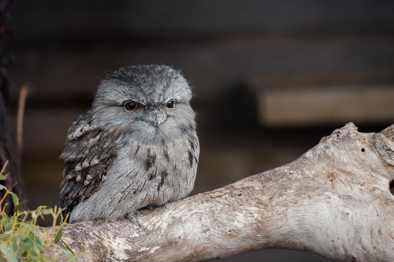 Dirvoninis Frogmouth,  Viščiukas,  Frogmouth,  Paukštis,  Australijos,  Gyvūnijos,  Gyvūnas,  Gyvūnija,  Plunksnų,  Australijos Gyvūnijos