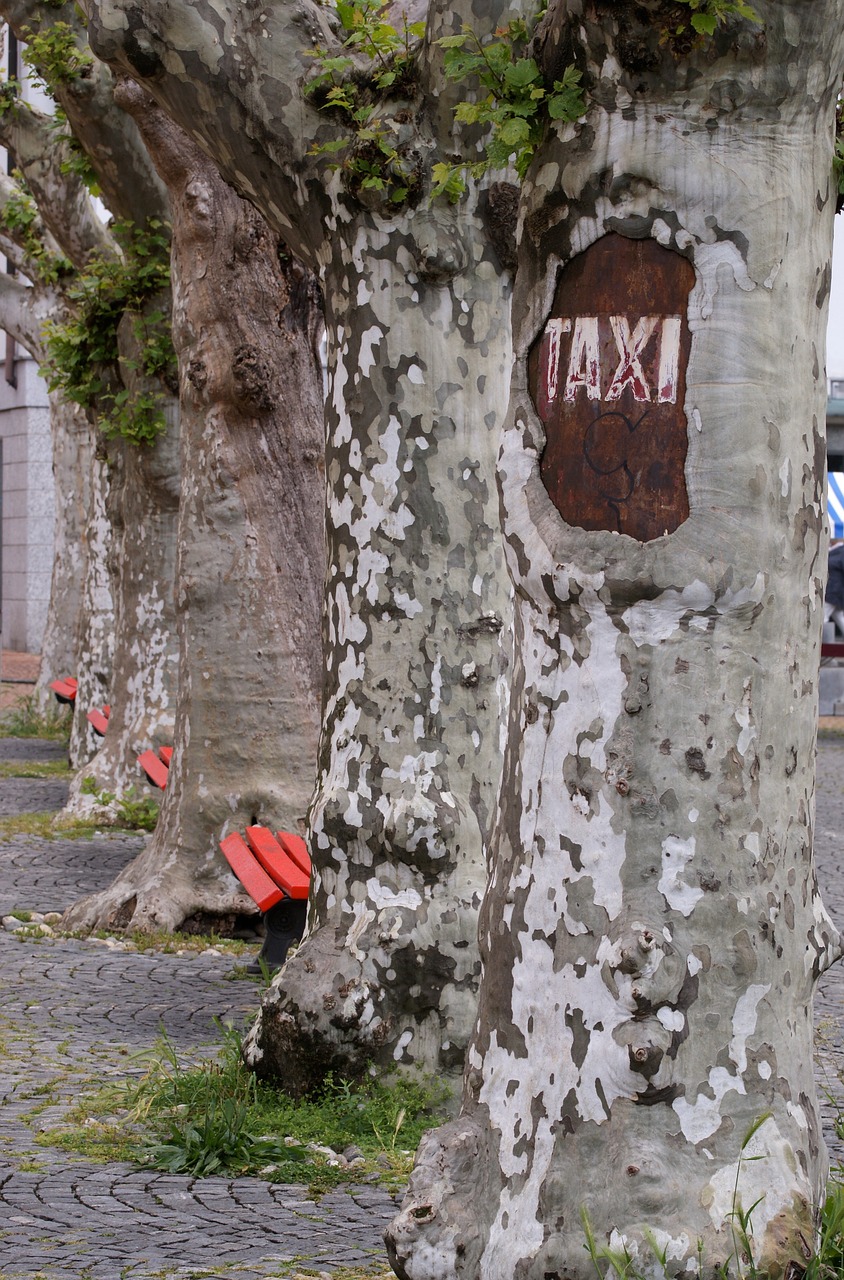 Taksi, Sustabdyti, Medis, Skydas, Žurnalas, Parkas, Bankas, Suolai, Gnarled, Mediena