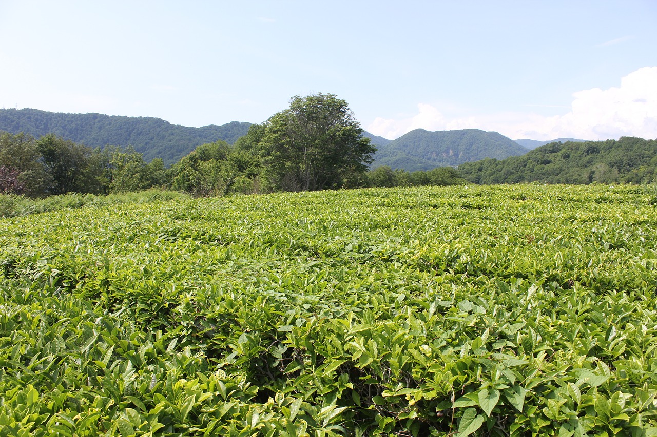 Arbata, Arbatos Plantacija, Augalai, Lakštas, Nemokamos Nuotraukos,  Nemokama Licenzija