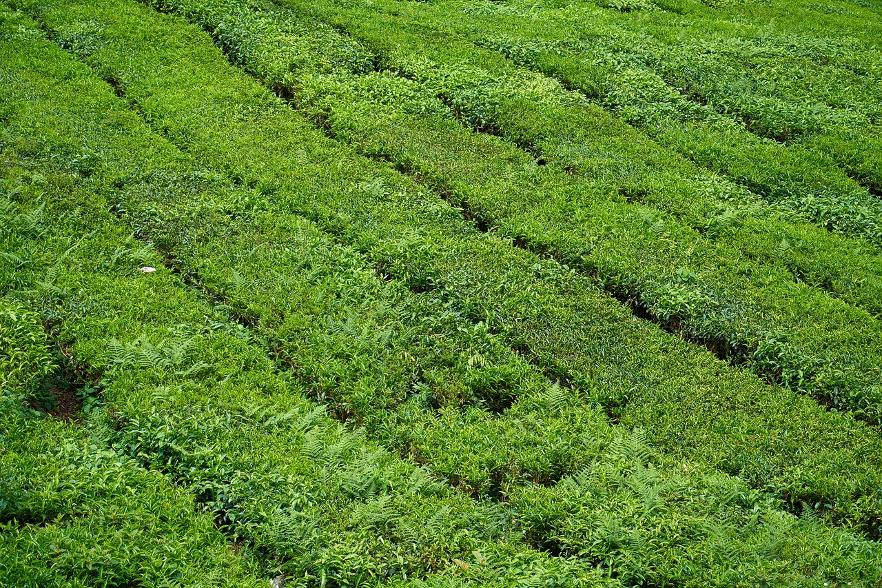 Arbata, Arbatos Plantacijos, Gražus, Tekstūra, Kraštovaizdis, Sodas, Gamta, Fonas, Žalias, Asian