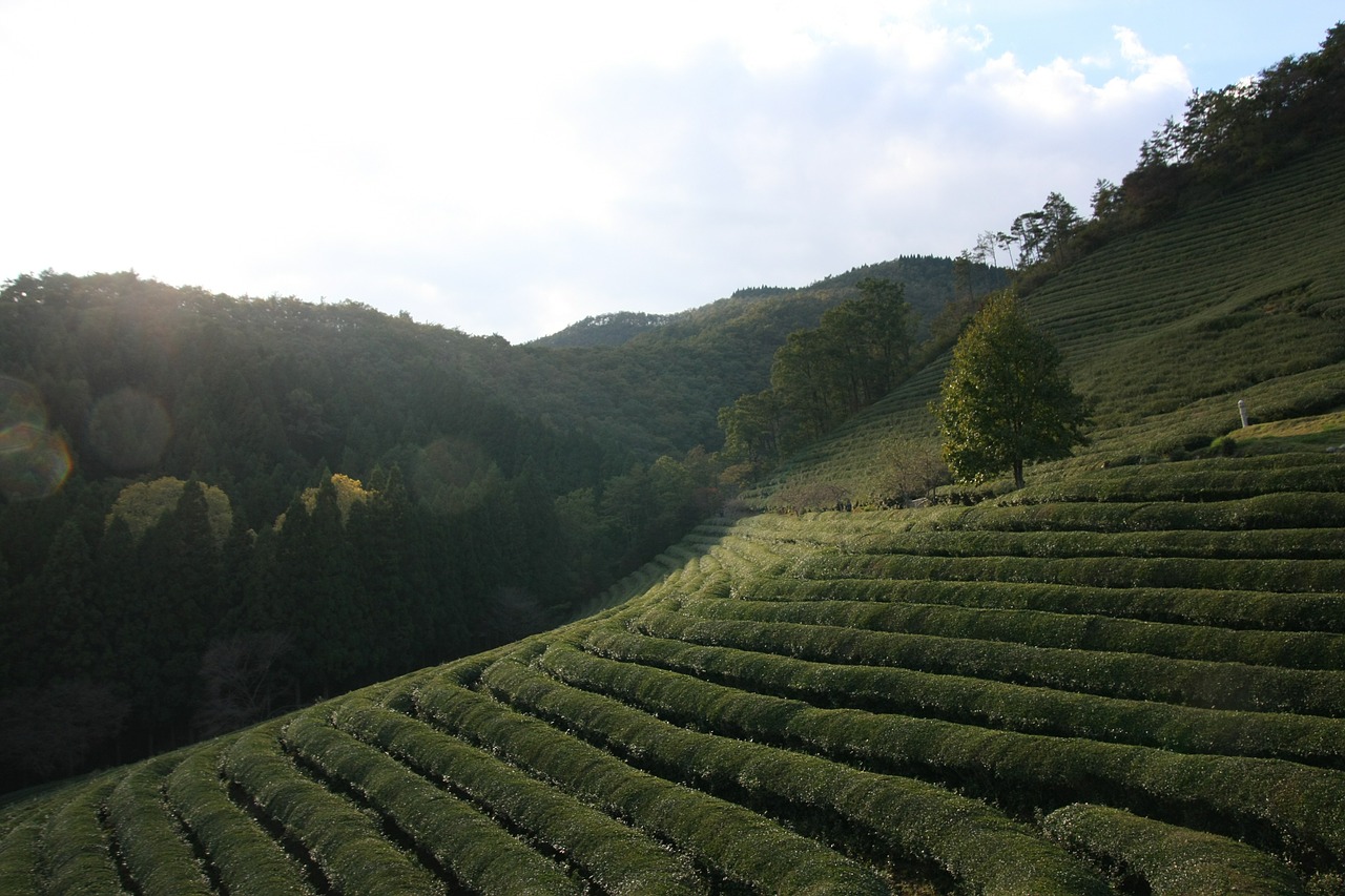 Arbata, Peizažas, Žaliosios Arbatos Plantacija, Boseong, Nemokamos Nuotraukos,  Nemokama Licenzija