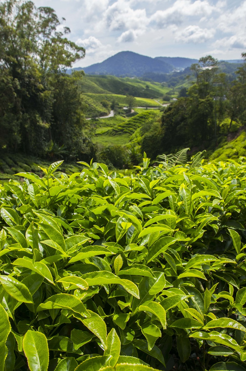 Arbatos Plantacija, Cameron Highlands, Malaizija, Asija, Cameron, Lapai, Plantacija, Arbata, Žemdirbystė, Ūkis