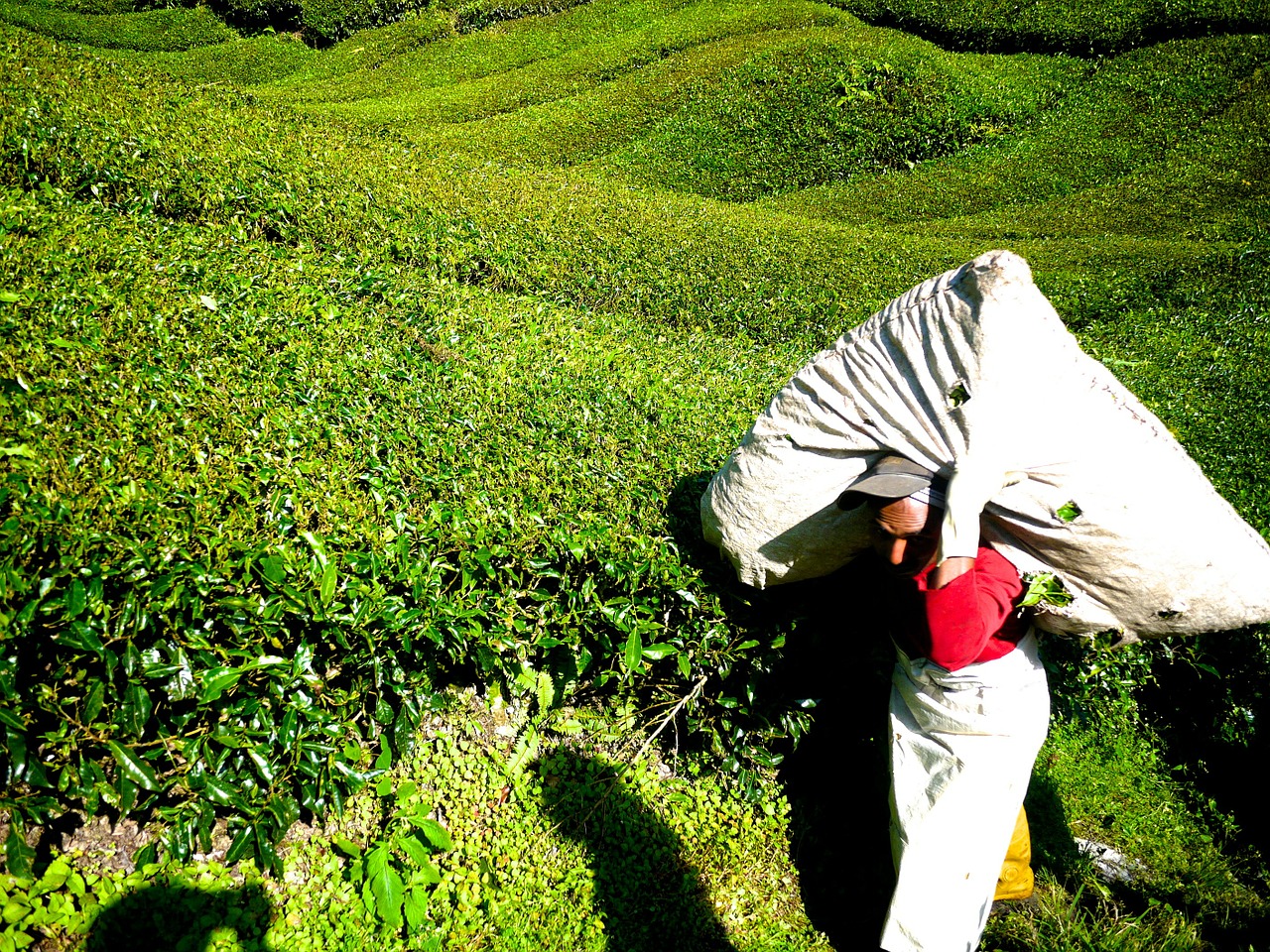 Arbatos Plantacija, Arbatos Ūkis, Arbata, Cameron Highlands, Malaizija, Žalias, Gamta, Plantacija, Kraštovaizdis, Žaluma