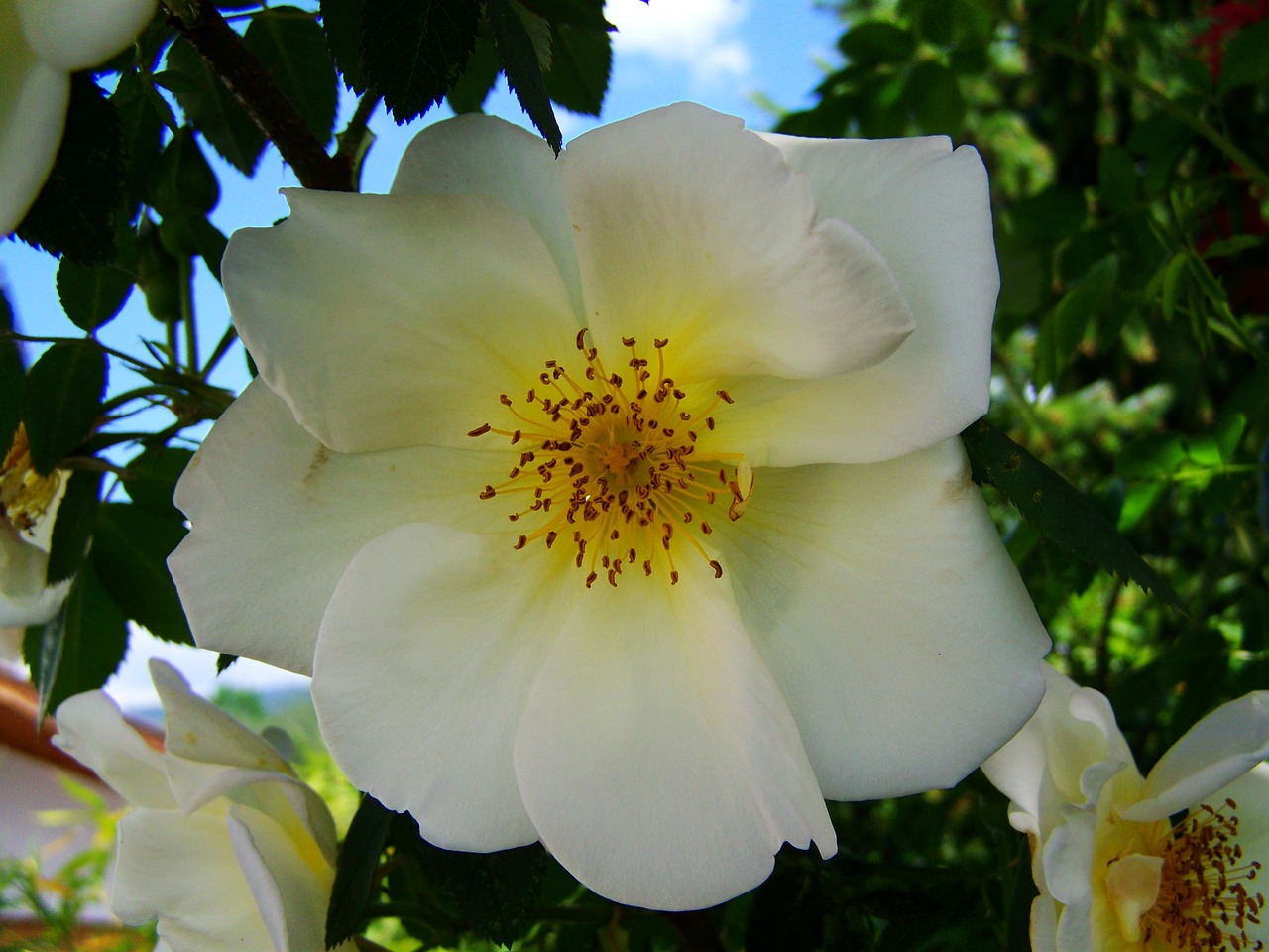 Arbatos Rožė, Baltos Rožės, Rožių Krūmas, Pavasaris, Nemokamos Nuotraukos,  Nemokama Licenzija