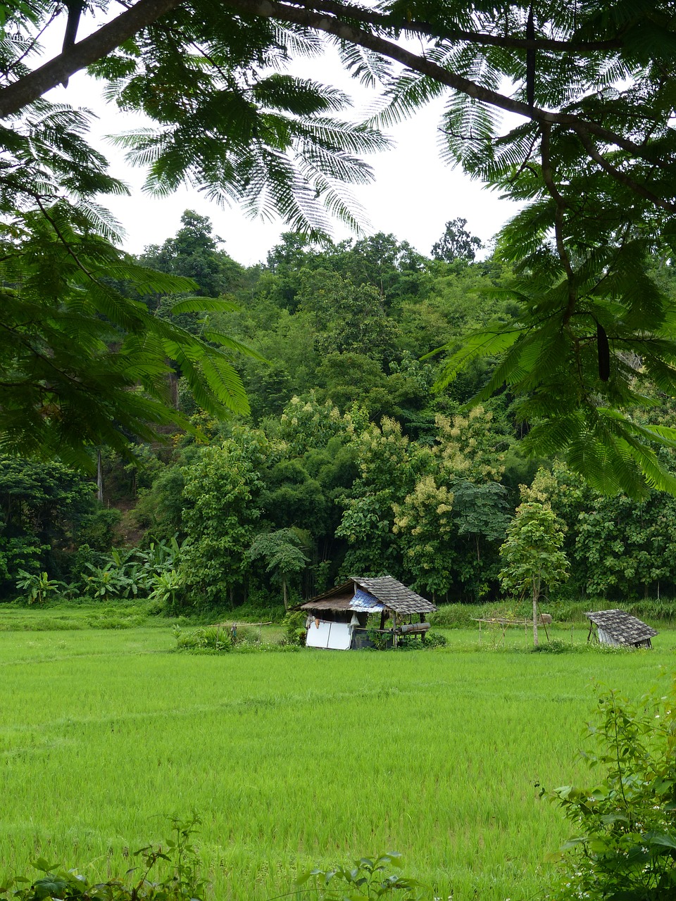 Teakmedis, Lampang, Tailandas, Nemokamos Nuotraukos,  Nemokama Licenzija