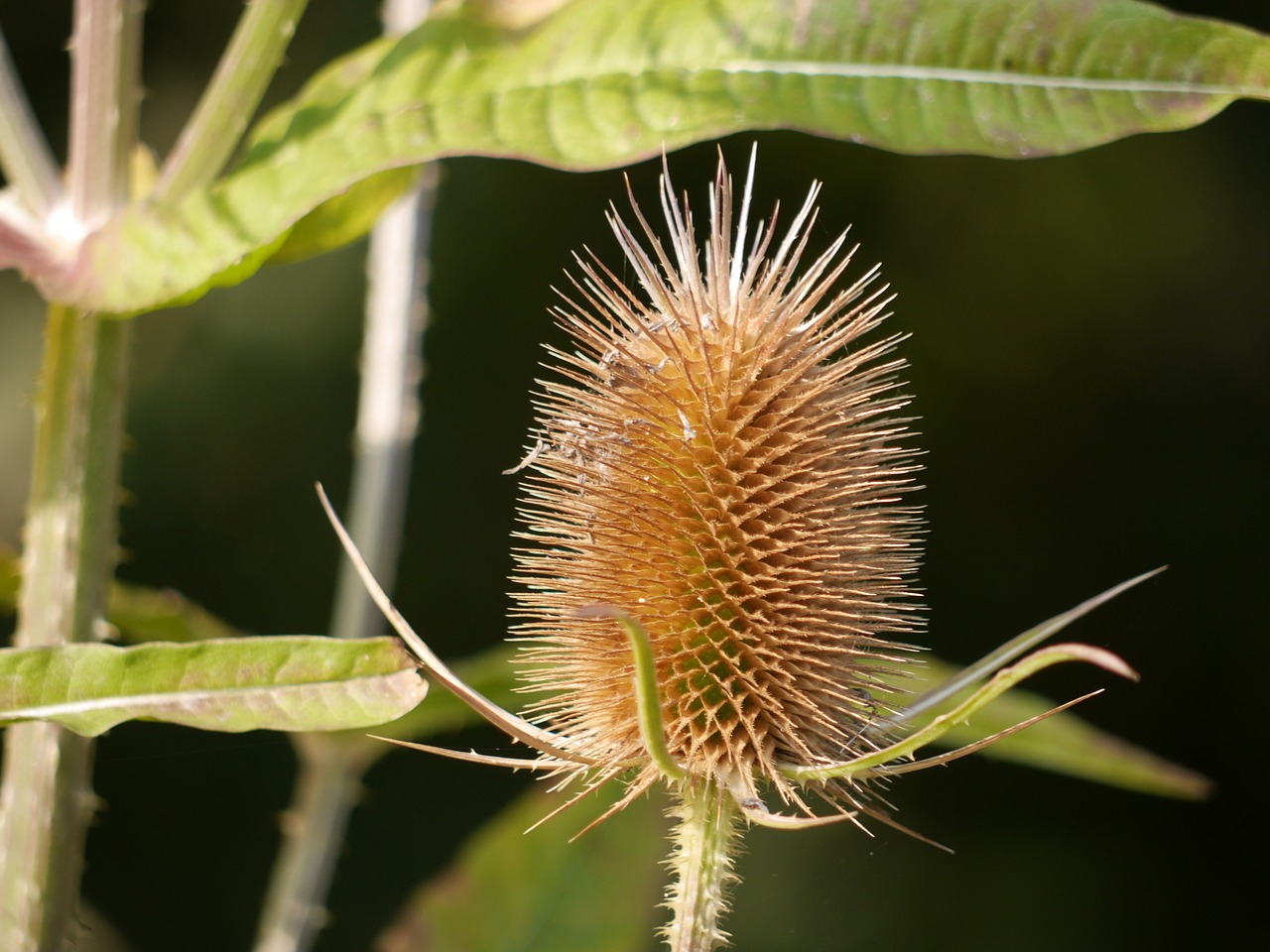 Darzelis, Sėklos Galvutė, Gėlė, Laukiniai, Sėkla, Šukos, Sausas, Wildflower, Nemokamos Nuotraukos,  Nemokama Licenzija