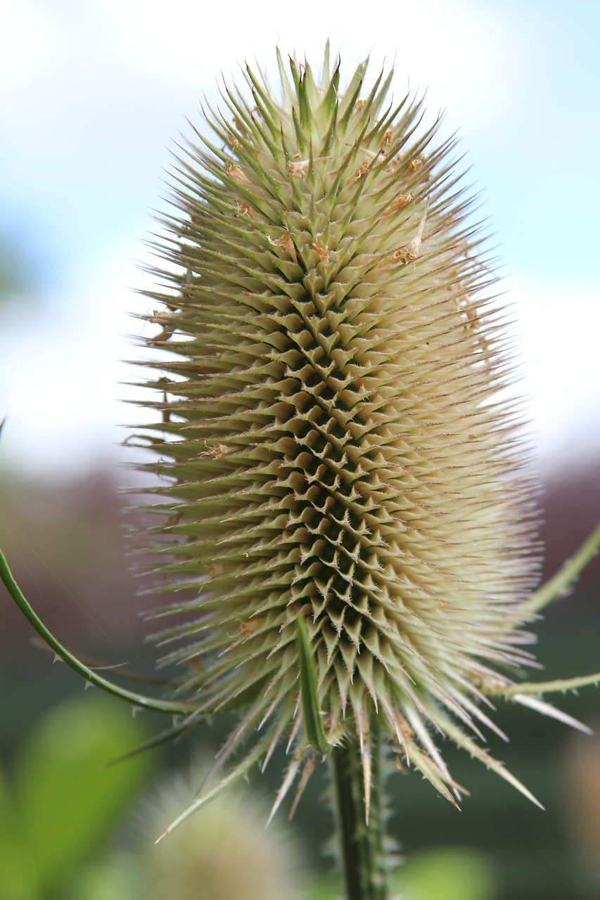 Darzelis, Dipsacus, Augalas, Laukinė Gėlė, Dygliuotas, Sodas, Gamta, Aštrus, Jaggy, Stiebas